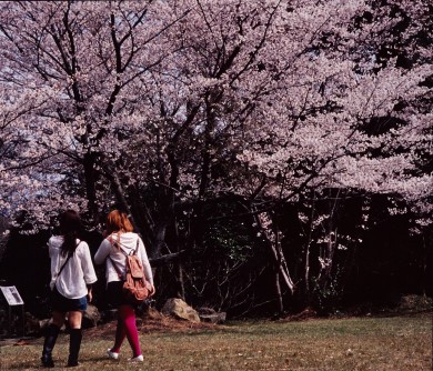桜花の下で