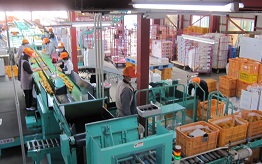 選果場では、機械を利用して職員が柿の選別をしています。
