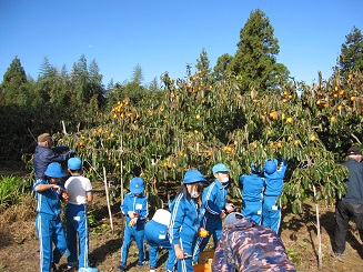 柿の収穫体験をする子どもたち２