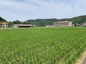 緑のじゅうたんのように田の稲が青々と茂っています。