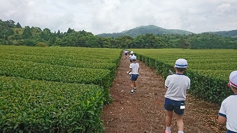 広い茶畑の中を歩く子どもたち