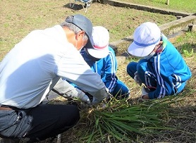 地域の方に稲を束にする仕方を教わっています。