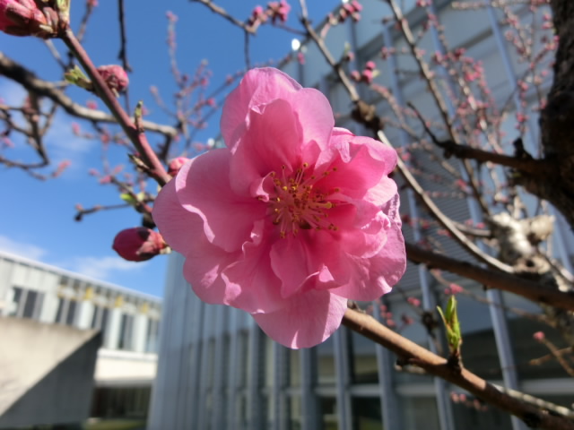 桃の花アップ
