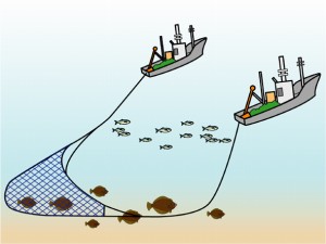 沖合底曳網漁業