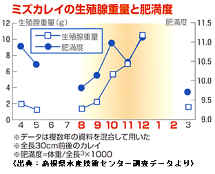 ミズガレイの生殖腺重量と肥満度