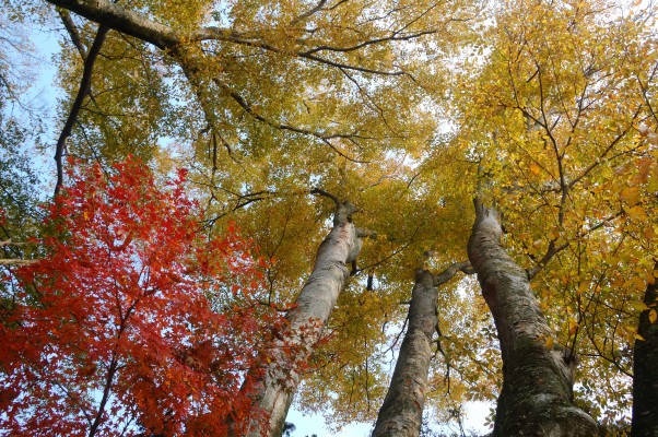 紅葉と黄葉