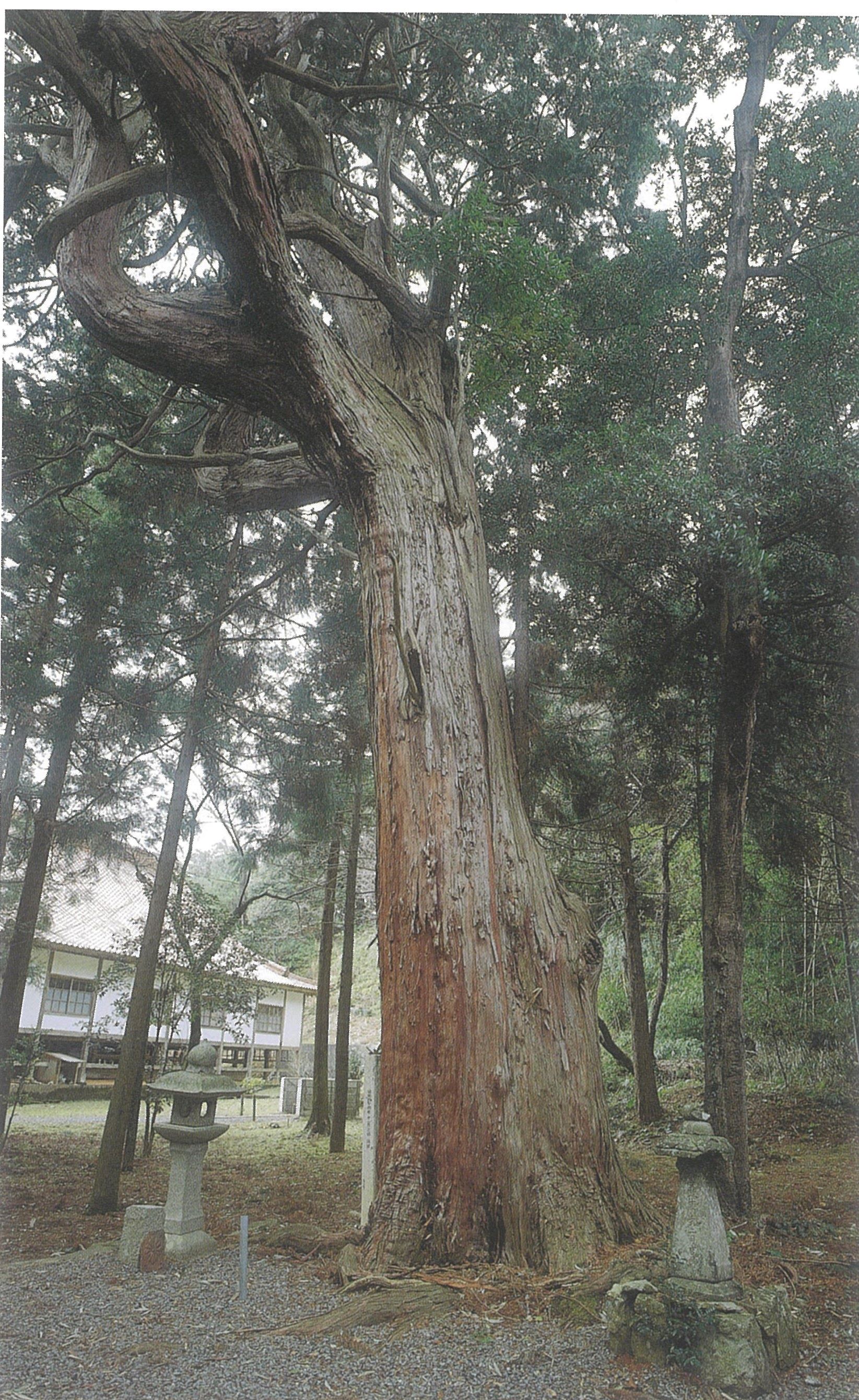 多陀寺のヒノキ