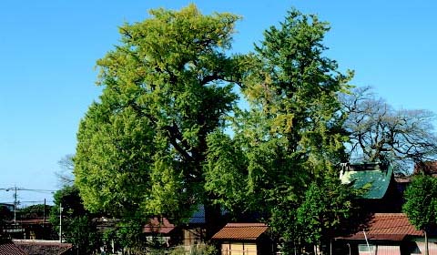 伊甘神社のイチョウ遠景