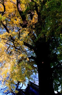 伊甘神社のイチョウ近景