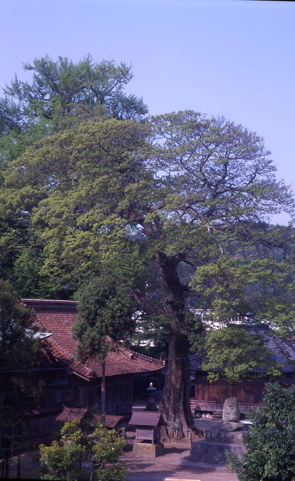 伊甘神社ムクノキ