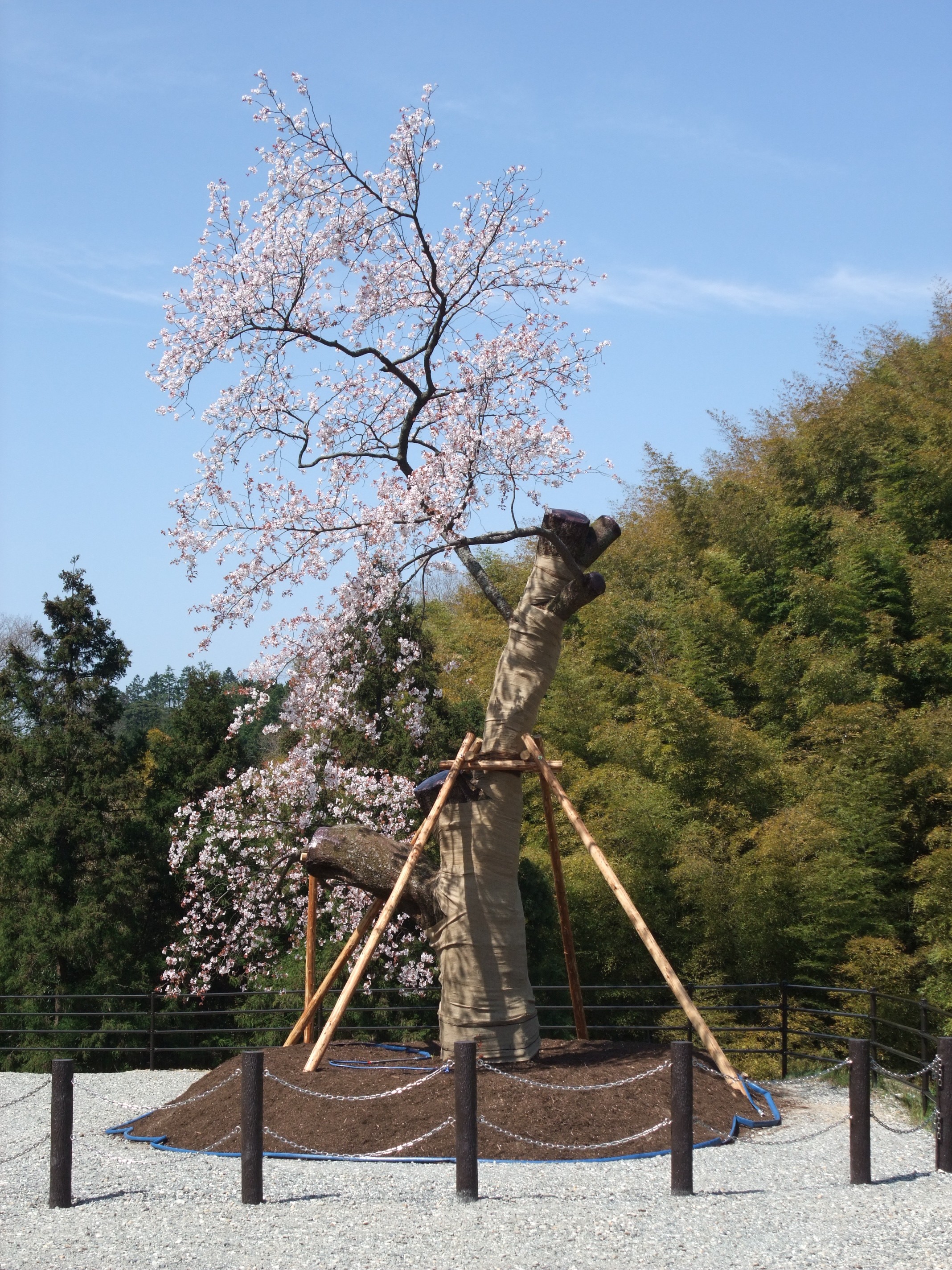 移植直後に開花した海老谷桜