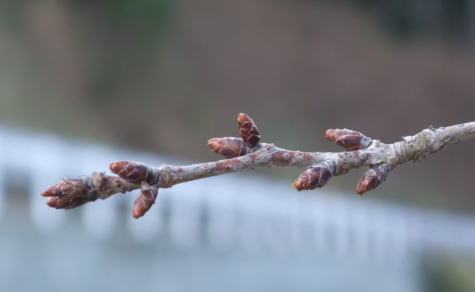 海老谷桜の冬芽の写真