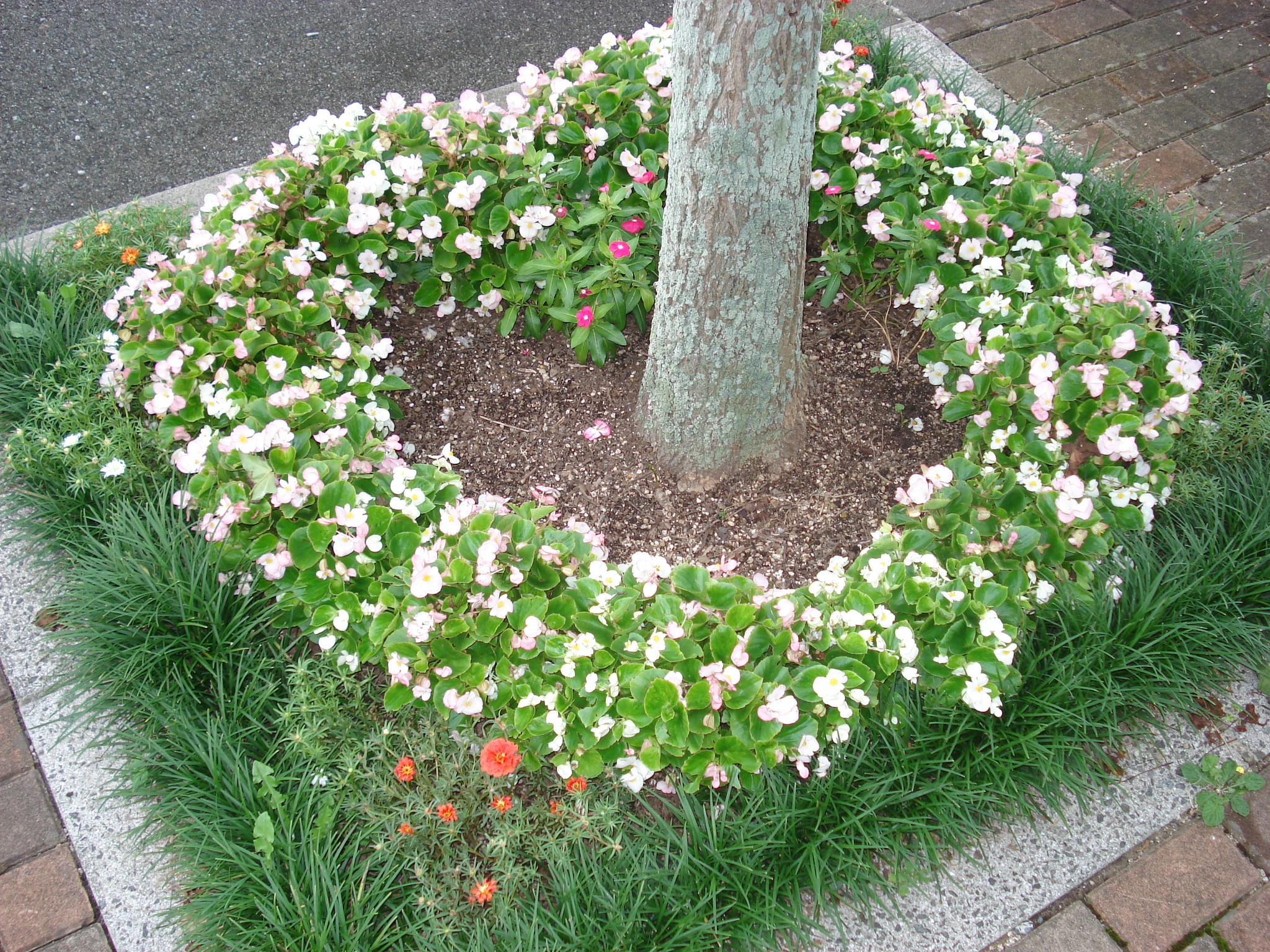 まちの植樹写真1