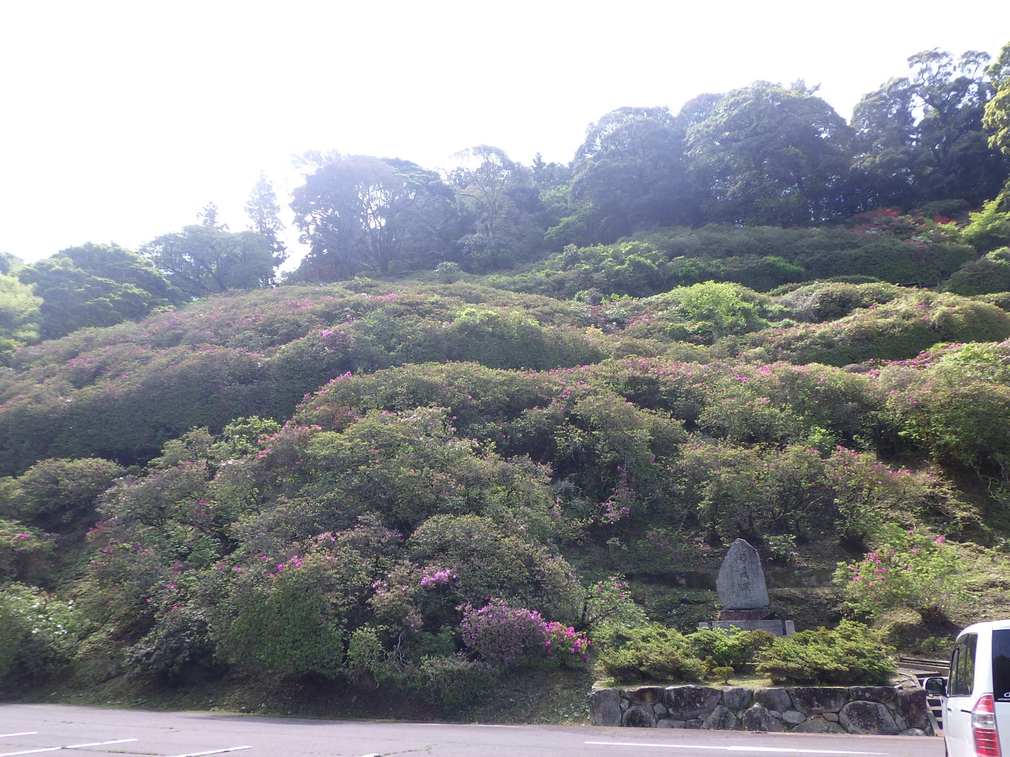 つつじ7