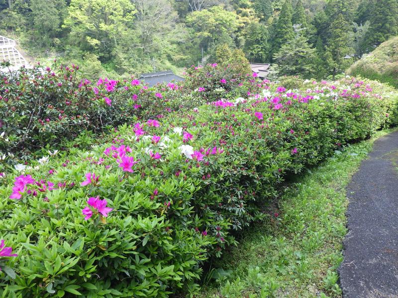 三隅公園のつつじ4