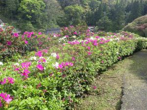 三隅公園のつつじ６
