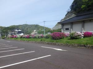 三隅公園のつつじ7