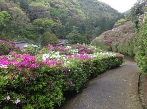 三隅公園のつつじ9