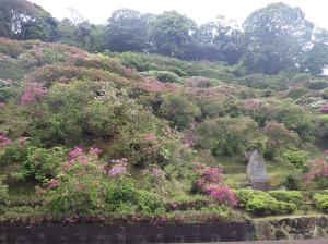 三隅公園のつつじ11