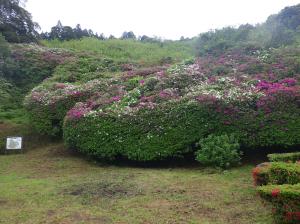 三隅公園のつつじ13