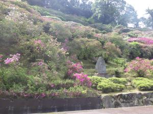 三隅公園のつつじ14