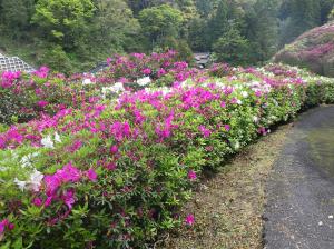 三隅公園のつつじ15