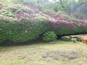 三隅公園のつつじ16