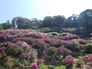 三隅公園のつつじ17