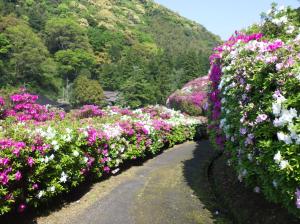 三隅公園のつつじ18