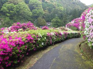 三隅公園のつつじ20