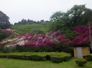 三隅公園のつつじ21
