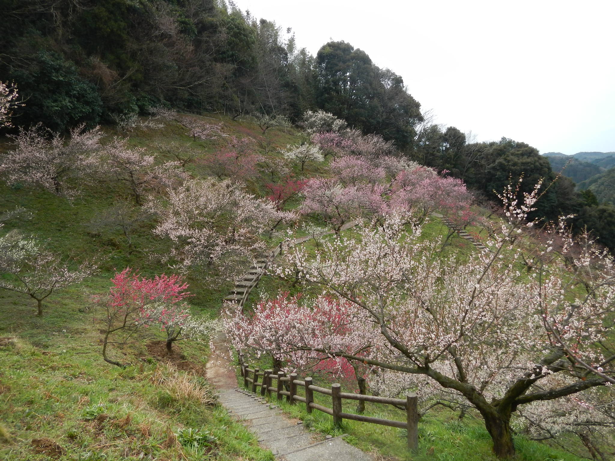 三隅公園（梅林）