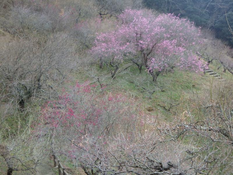 梅花4