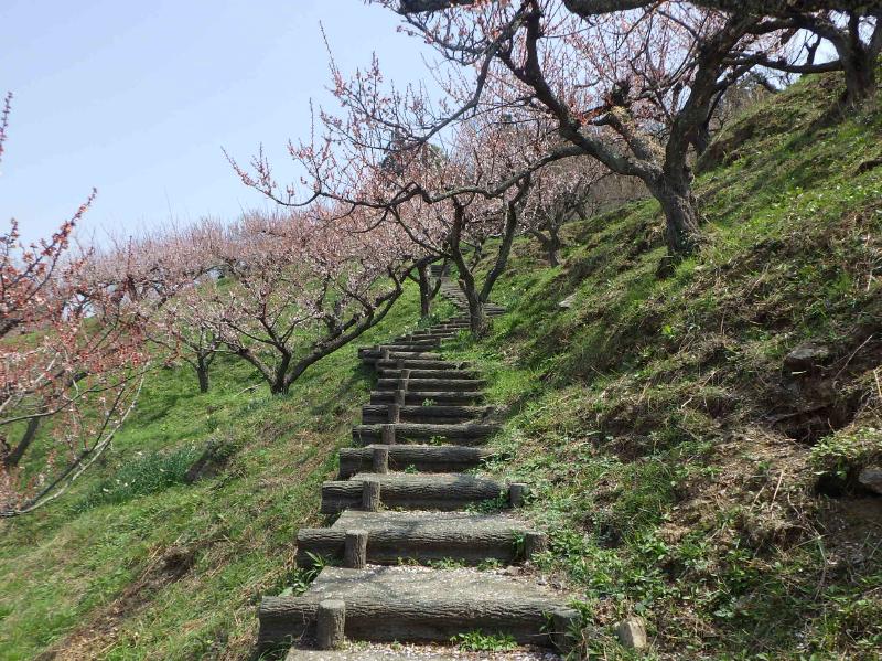 梅花3