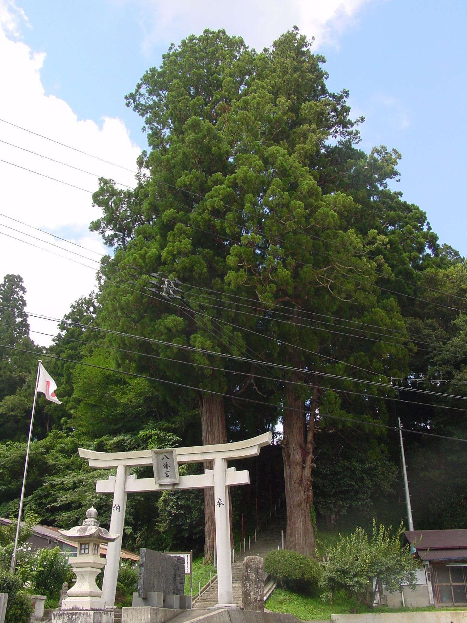 nagayasuhongo sugi