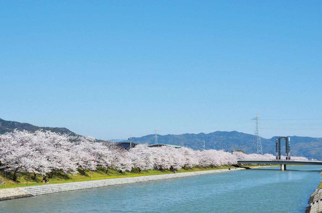 田布施川の桜並木