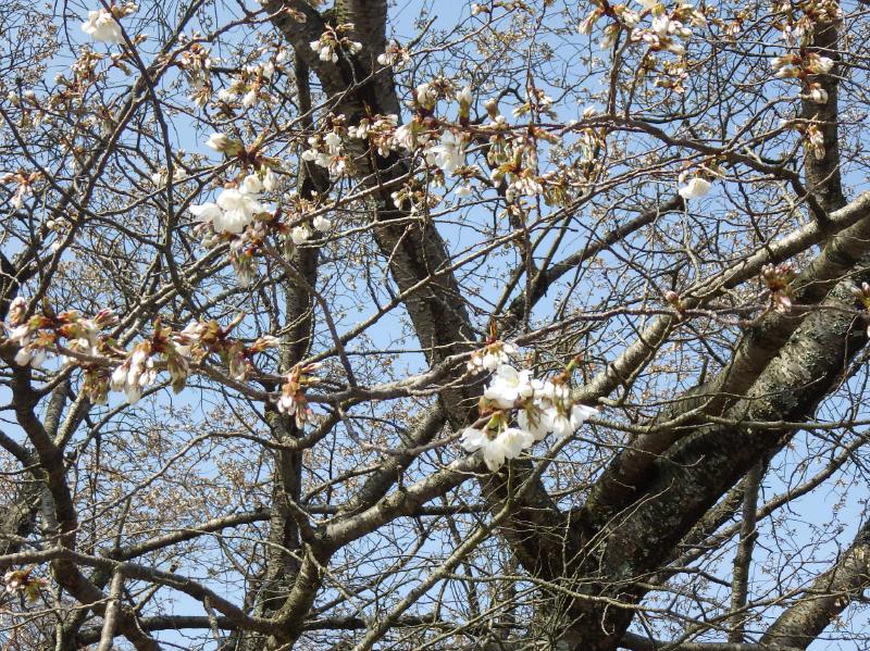 大平桜10