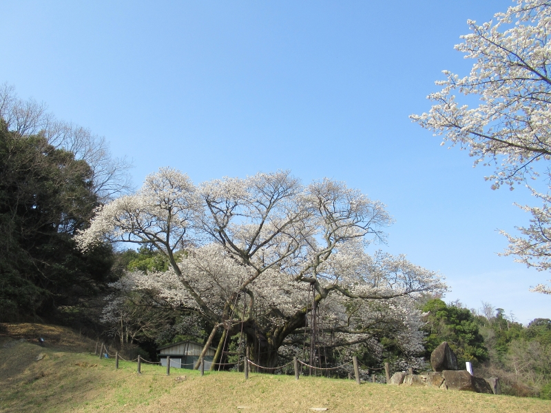 大平桜11