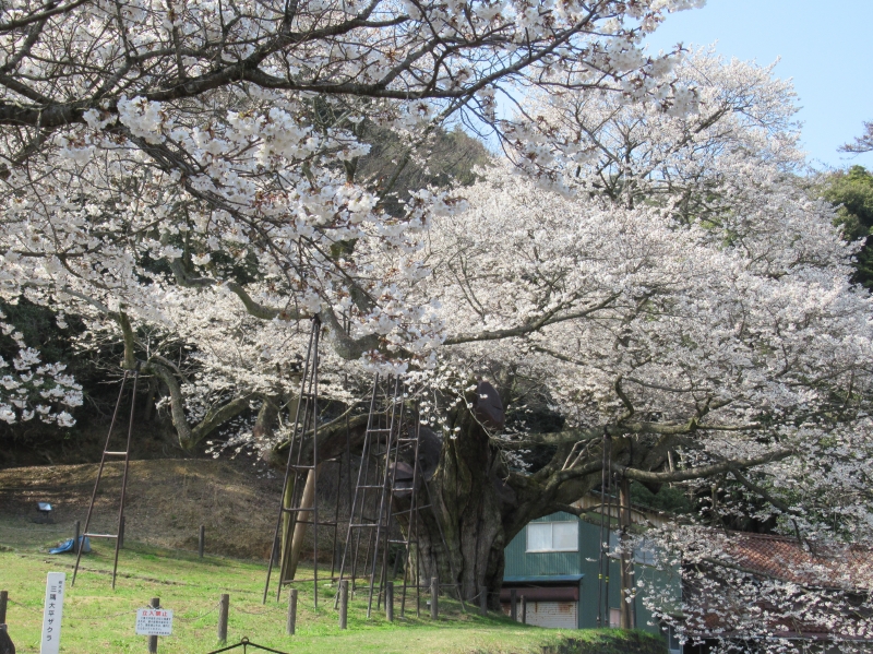 大平桜12