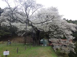 大平桜13
