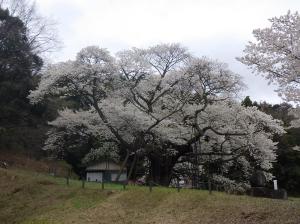 大平桜14
