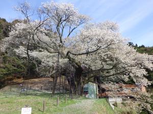大平桜15