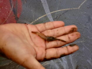 下府川での魚つり6