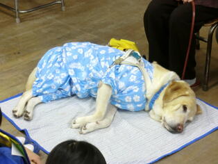 盲導犬と目の不自由な方との交流会3