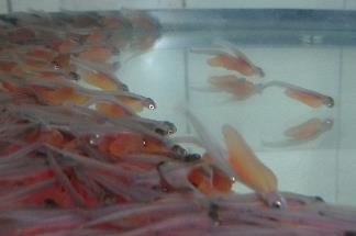 サケの稚魚2