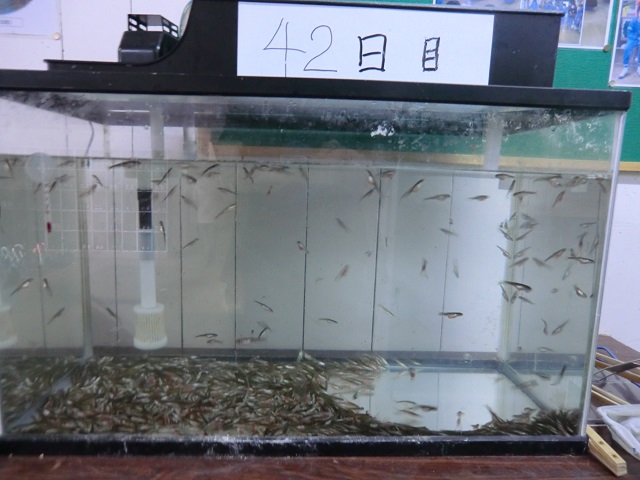 サケの稚魚の写真