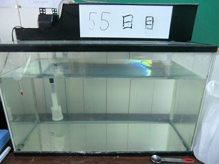 稚魚の写真