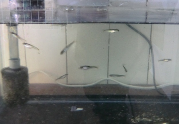 サケの稚魚の写真