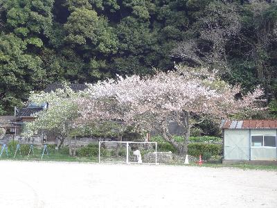 校庭の桜