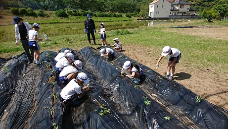 畑の畝にさつまいもの苗を植えています